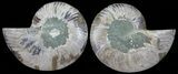 Polished Ammonite Pair - Agatized #54331-1